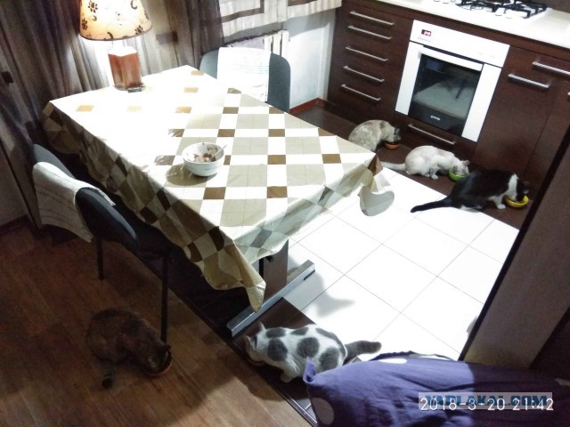 Котовторник 27.03.2018