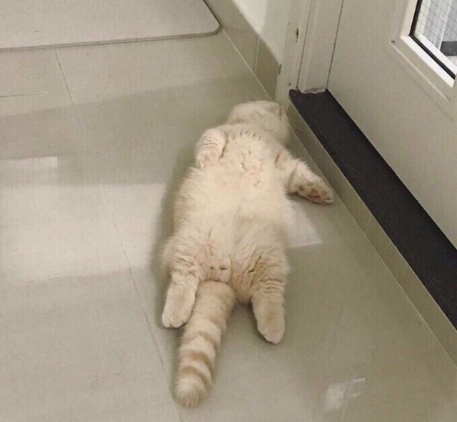 Прикольных котов пост