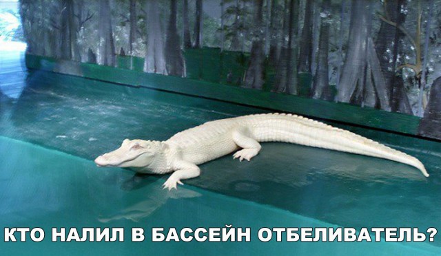 Живность из сети