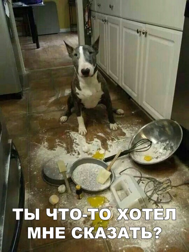 Прикольные картинки обо всём