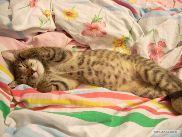 Котовторник!