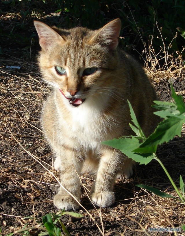 Котовторник, для любителей кошек