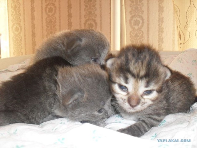 Котовторник: Кошки и ягнёнок