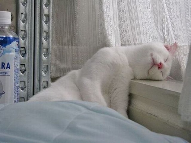 Сонный Котовторник