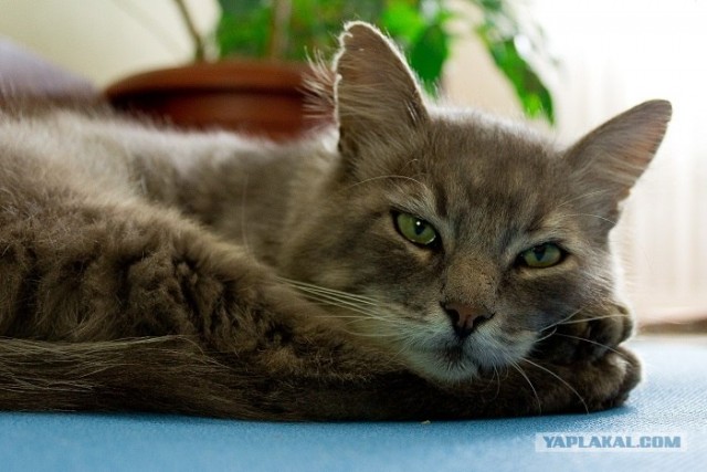 Котовторник 06.09.11