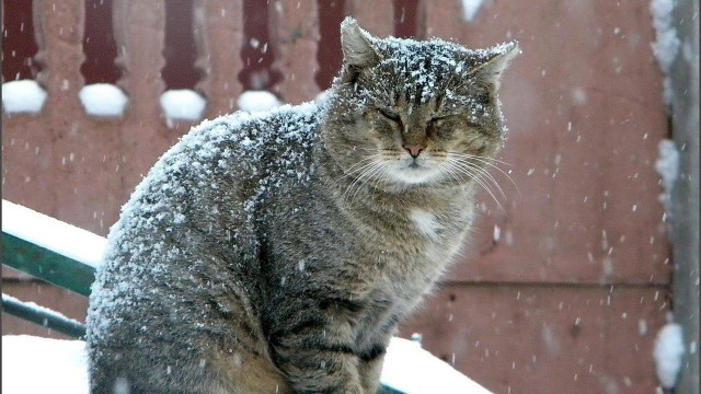 Прикольных котов пост