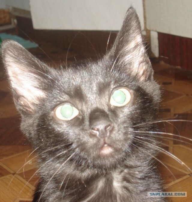 Котовторник 22.11.11