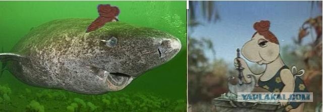 Гренландская полярная акула