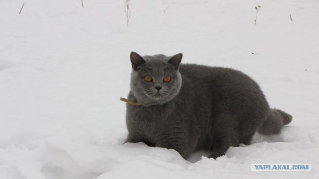 Котовторник (14.02.2012)