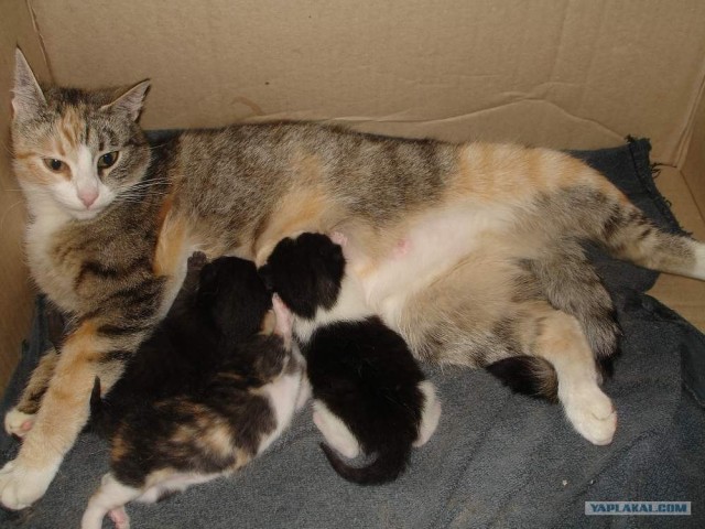 Котовторник! 13.03.2012