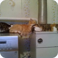 Кот, который не определился