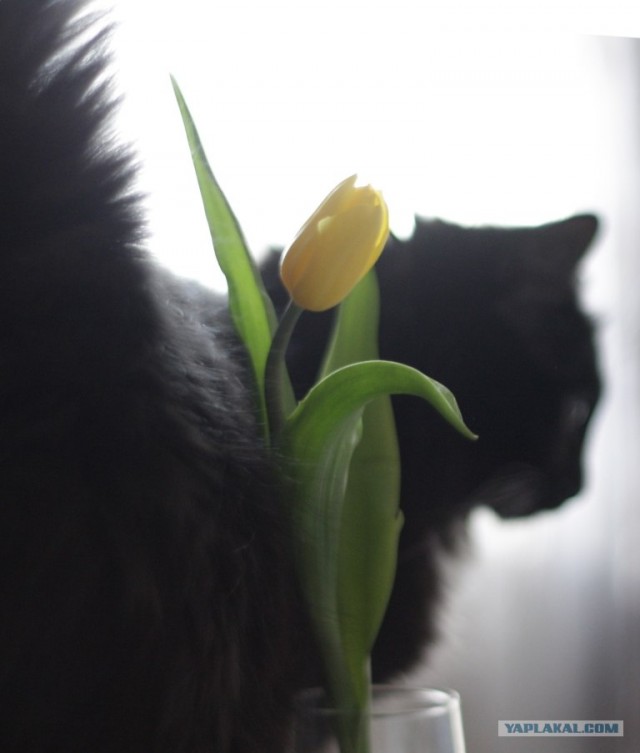 Котовторник 1 мая 2012
