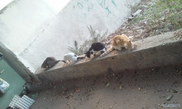 Кошачий патруль