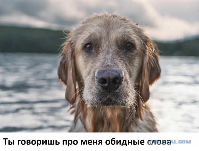 Пес Апокалипсиса. Питомник. И многое другое