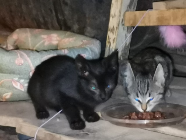 Забавные фото котеек
