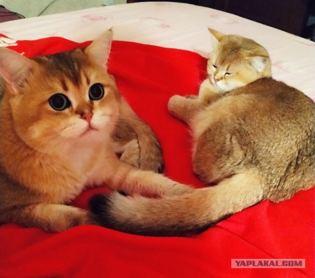 Начнем котоФторник?