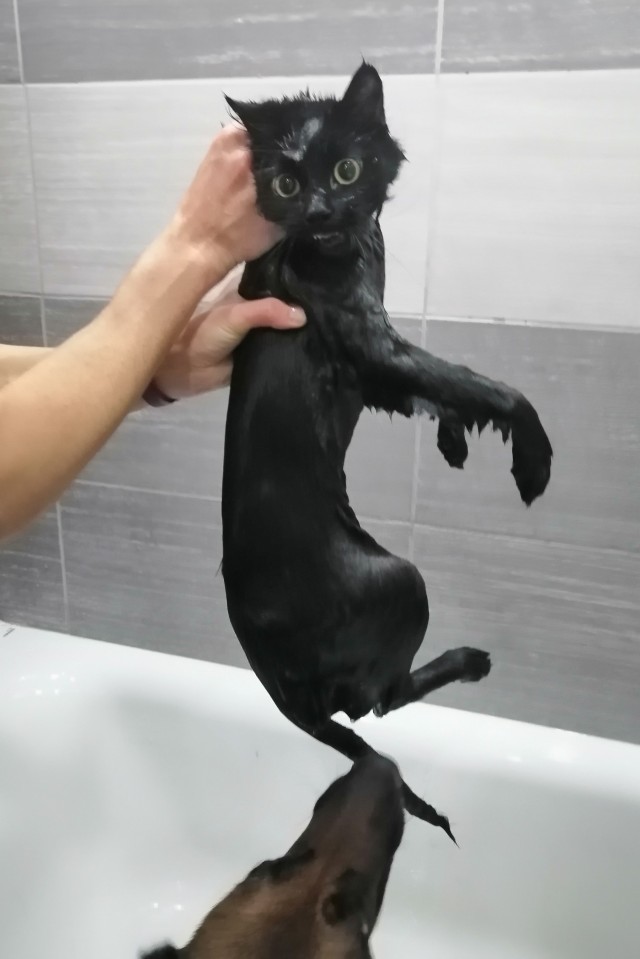 Давайте по котикам, которые с нами на самоизоляции