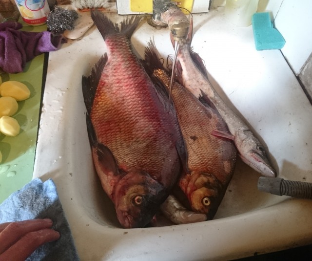 Со своих рыбалок, лето 2019