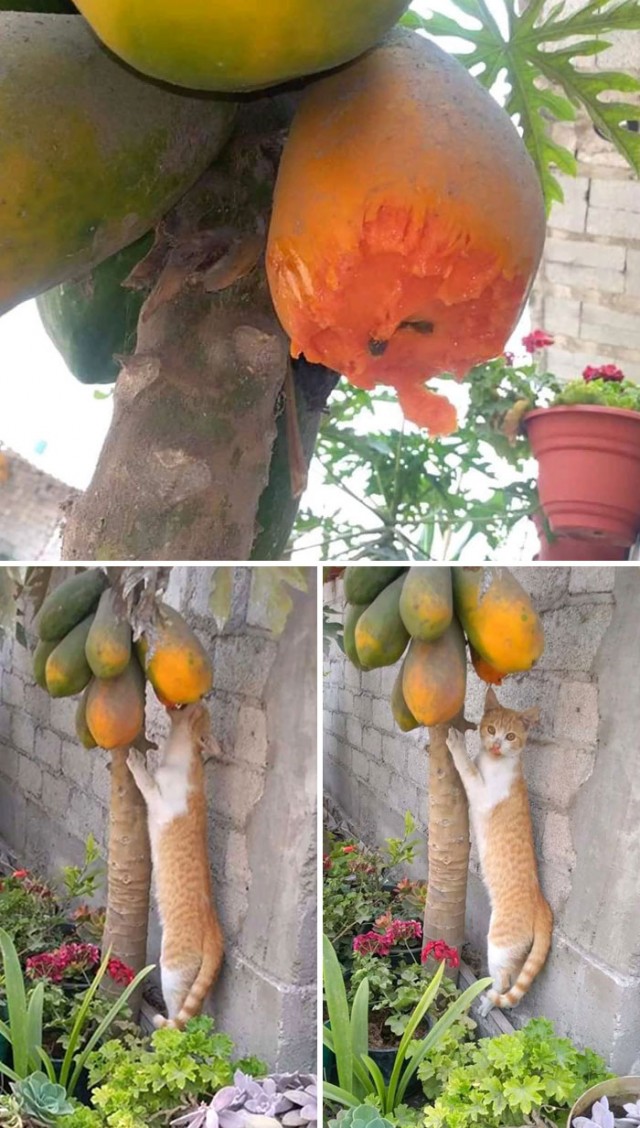 Фотографии, которые доказывают, что кошки самые большие сволочи