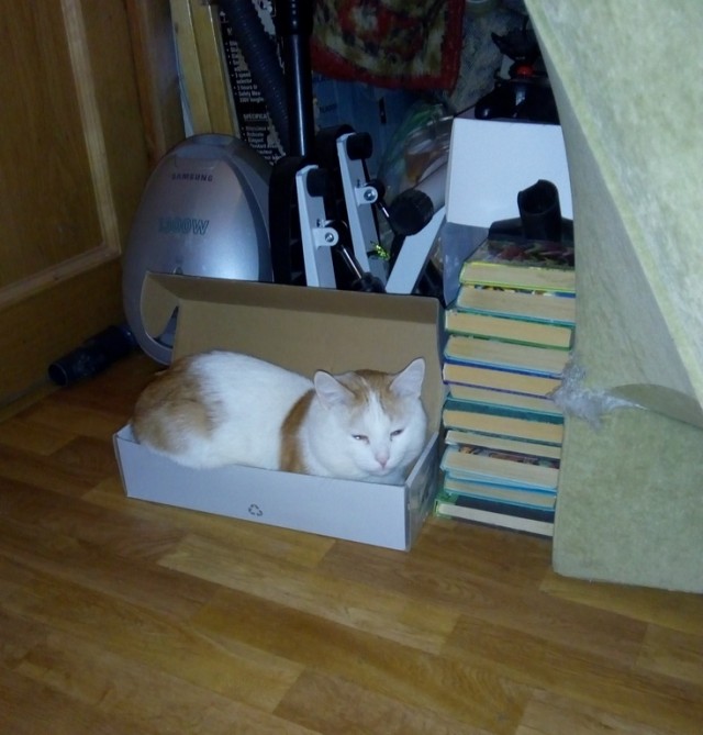 Котовторнику быть!