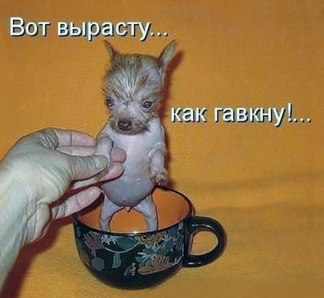 Баянисто-небаянистый юмор 3.03.21