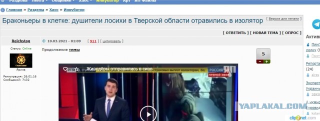 Браконьеры в клетке: душители лосихи в Тверской области отправились в изолятор