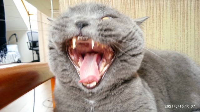 С котовторником!