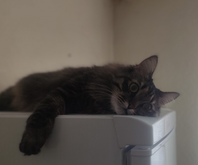Котовторник ведь начался!