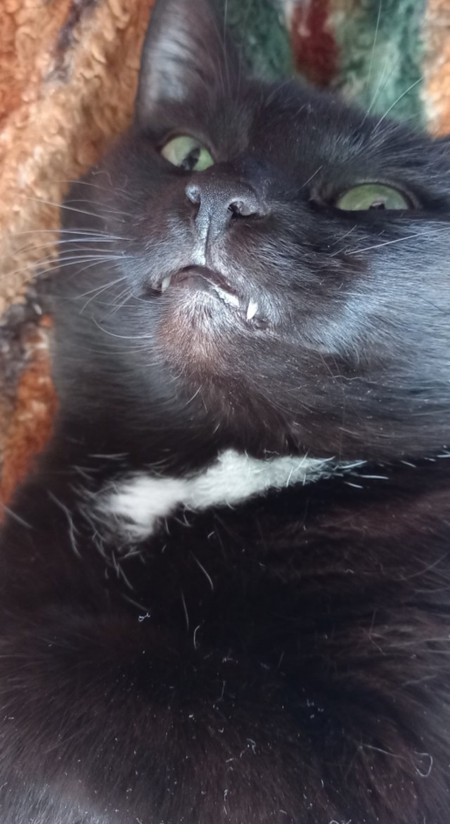 Котовторнику быть