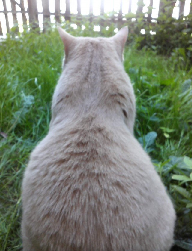 К котовторнику