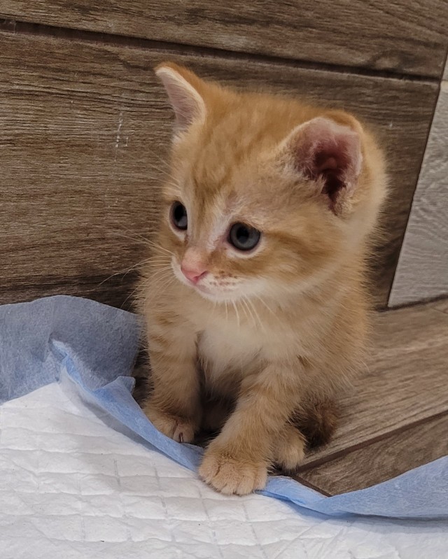 Мой котовторник