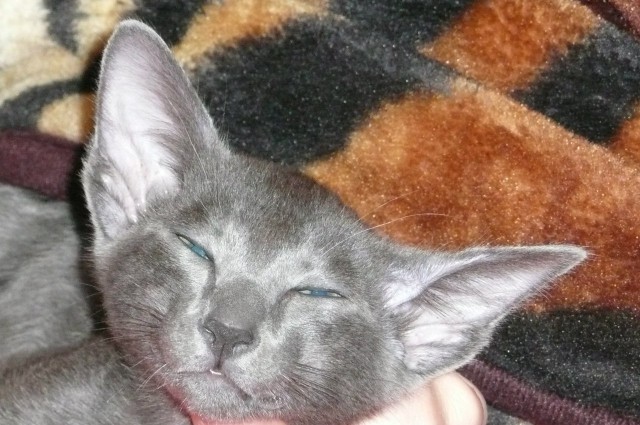 Котовторник  19.03.2013