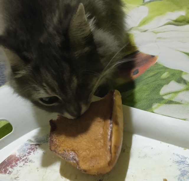 Коточетверг!