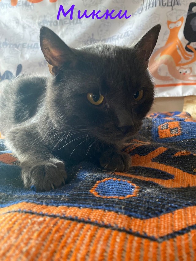 Жизнь домашнего приюта "Котоленд" 376