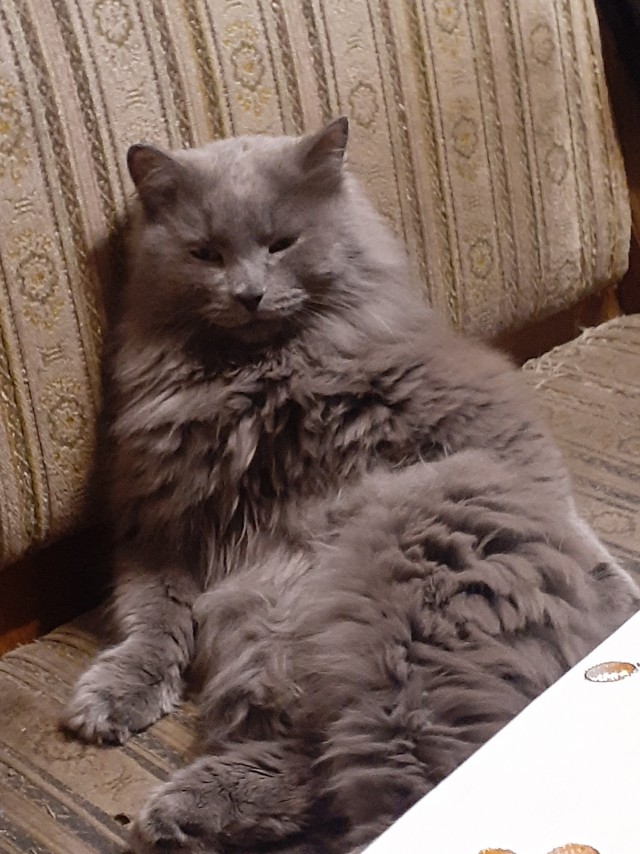 Котовторнику посвящается