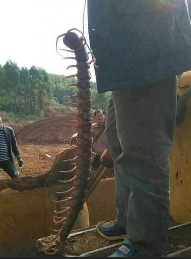 Гигантская сколопендра. Вьетнам.