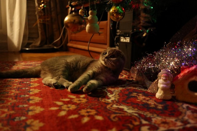 Новогодний кот