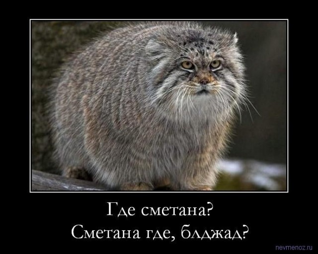 Почему не стоит заводить манула, даже если очень хочется
