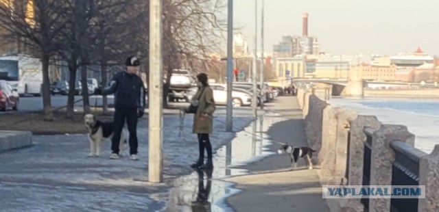 Собачники облюбовали для массовых прогулок бульвар в центре Челябинска. Теперь на него больно смотреть