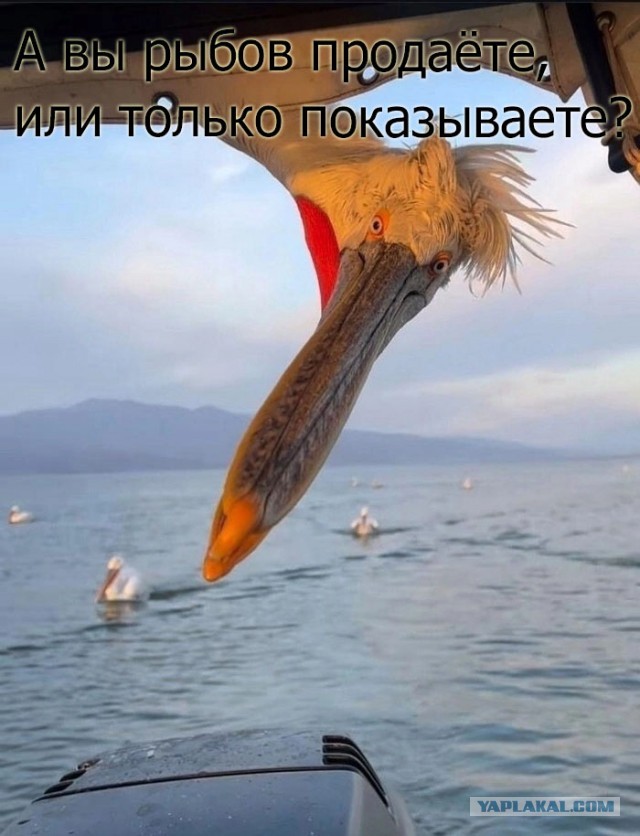 Так себе картинки 21.04.24