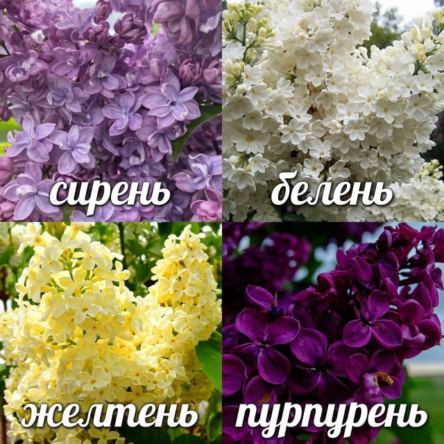 Картинки