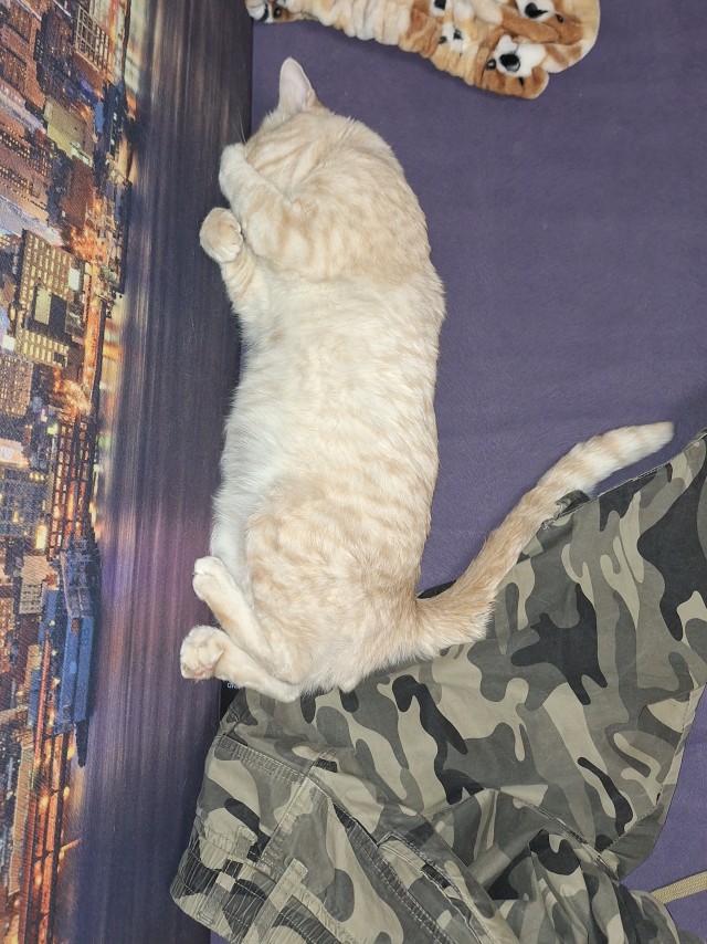 Котовторник 31.12.2024. Последний котовторник года