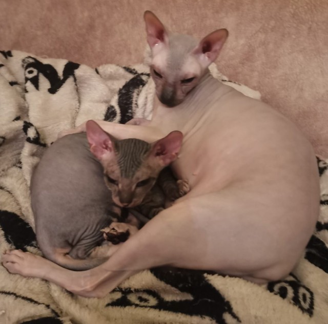 Котовторник!