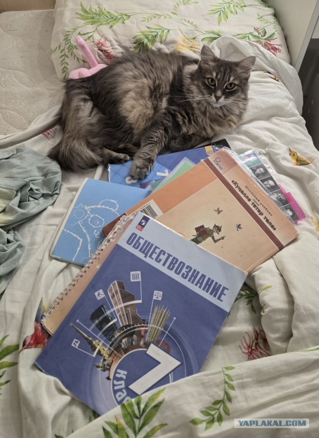 Котовторник!