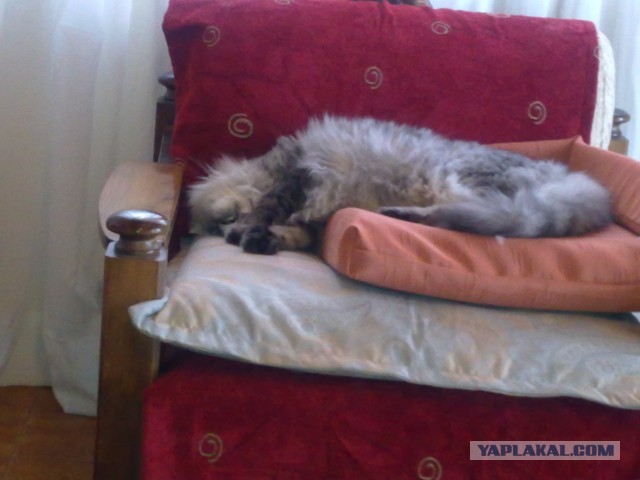 Мелом обвести?