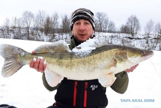 Нижегородец вытащил из Оки 7-килограммового судака