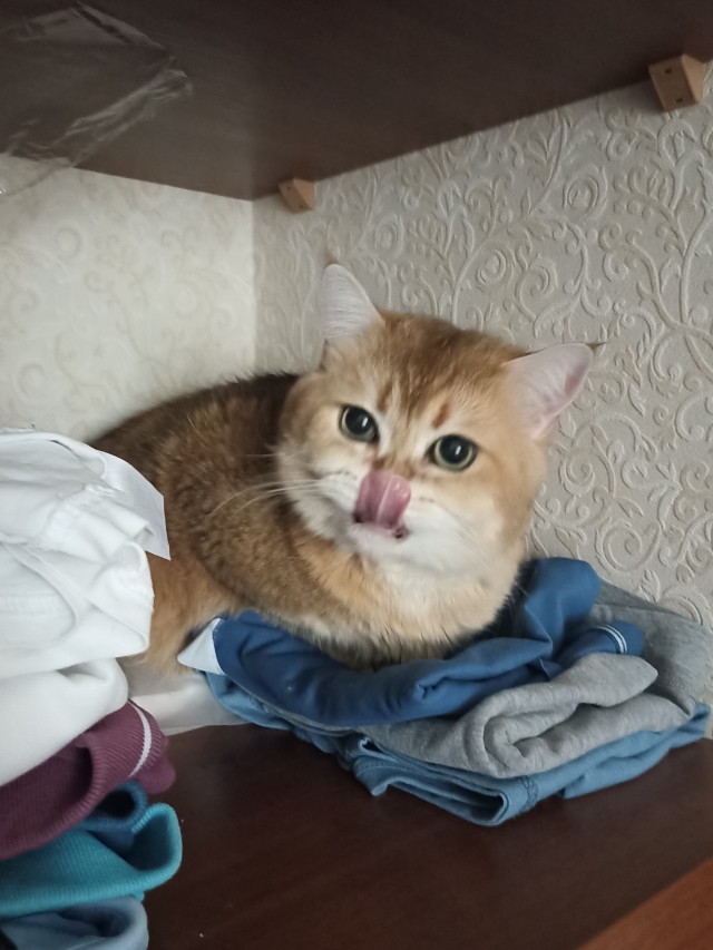 Смешные коты, которые бы победили на конкурсе абсурдных фотографий