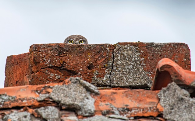 Заряд позитива: взгляните на 25 самых забавных снимков