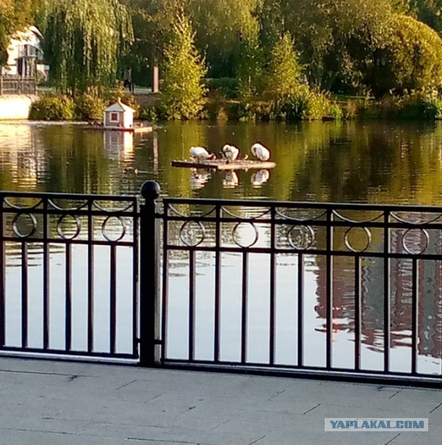 Россияне массово заболевают