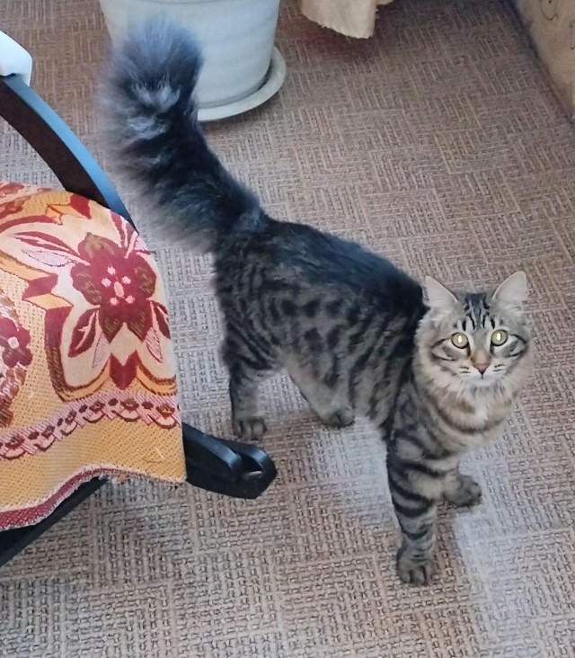 Хвостище к котовторнику